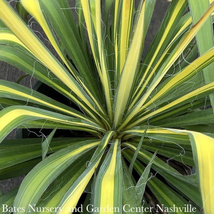 #5 Yucca fil Golden Sword/ Variegated Native (TN)
