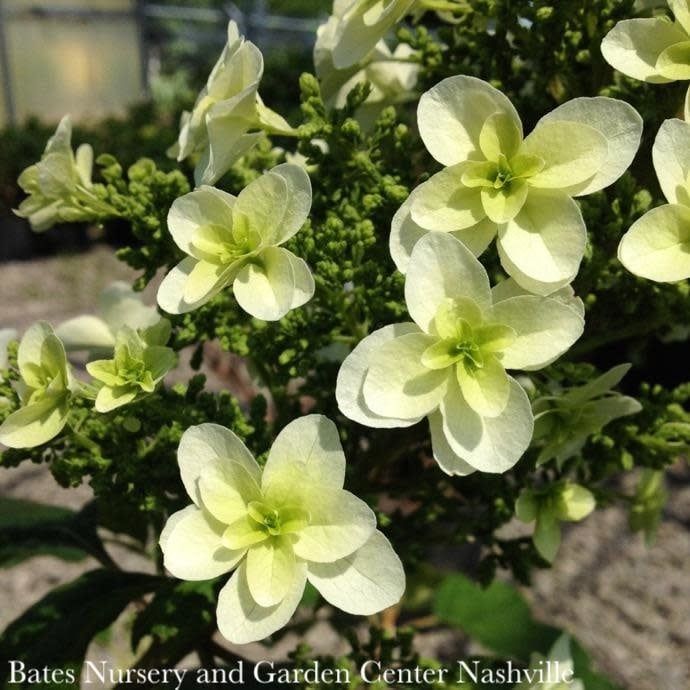#2 Hydrangea quer Snowflake/ Oakleaf Native (TN)
