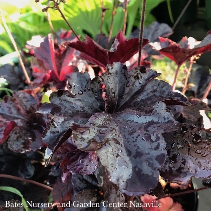 #1 Heuchera x Obsidian/ Black Coral Bells