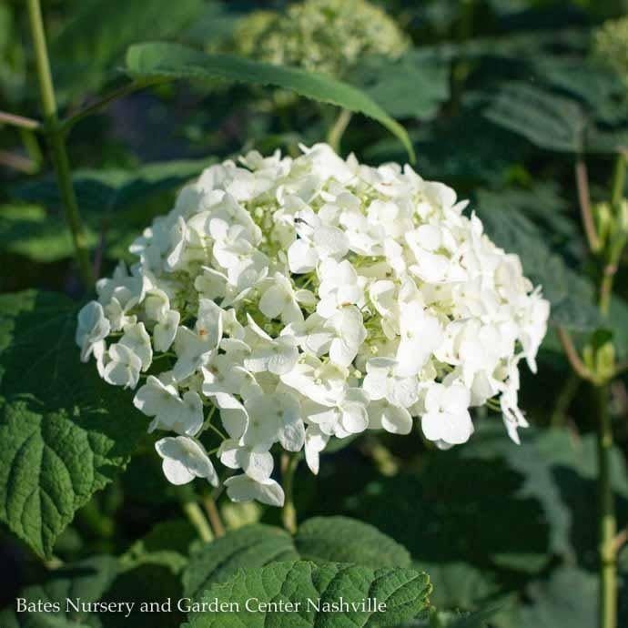 #2s Hydrangea arb PW Incrediball/ Smooth White Native (TN)