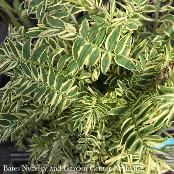 #1 Polemonium caer Brise d&#39;Anjou/ Variegated Jacob&#39;s Ladder