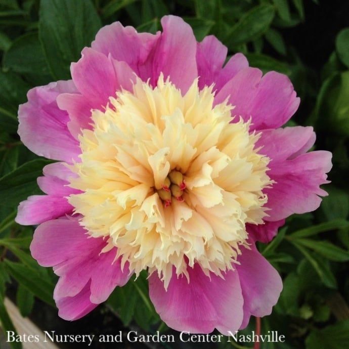 #2 Paeonia Bowl of Beauty/ Dbl Pink w/ Yellow Center Peony