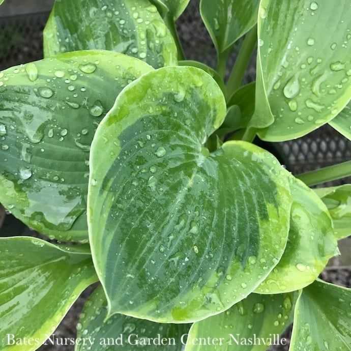 #1 Hosta Olive Bailey Langdon/ Green Variegated