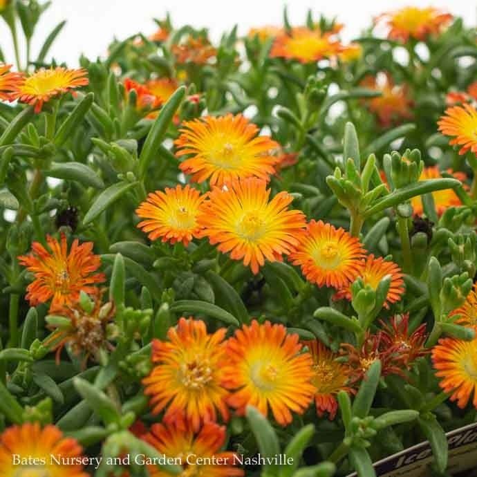 #1 Delosperma Wheels of Wonder Orange/ Ice Plant