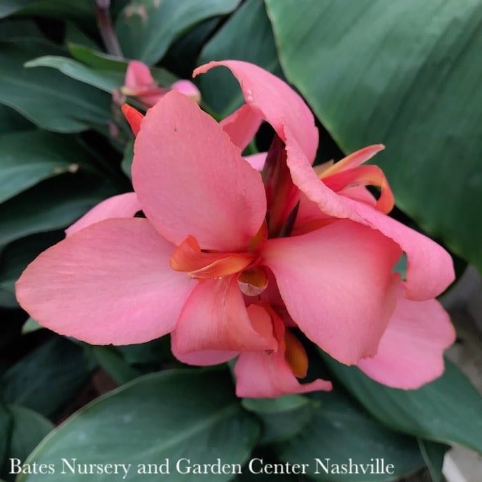 Tropical #1 Canna Cannova Mango  - No Warranty