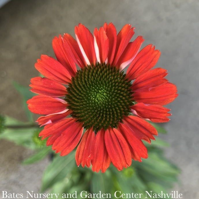 #1 Echinacea x Kismet &#39;Intense Orange&#39;/ Dwarf Coneflower