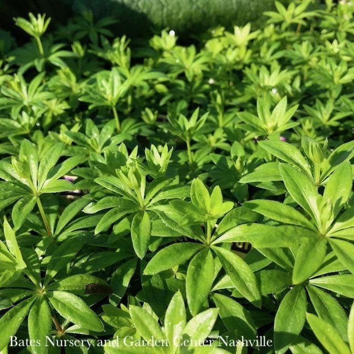 #1 Galium odoratum/ Sweet Woodruff