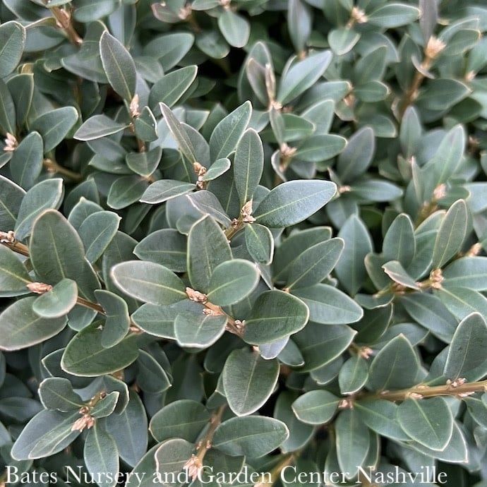 #1 Buxus x Glencoe/ Chicagoland Green Boxwood