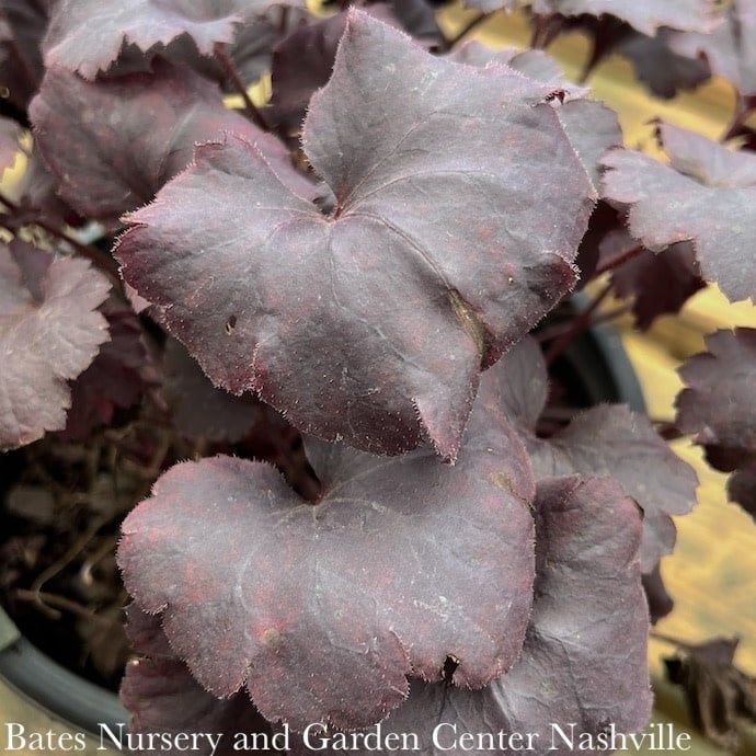 #1 Heuchera x Sirens&#39; Song &#39;Dark Night&#39;/ Purple Coral Bells