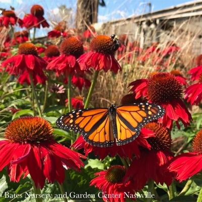 1 Echinacea x Sombrero 'Salsa Red'/ Coneflower