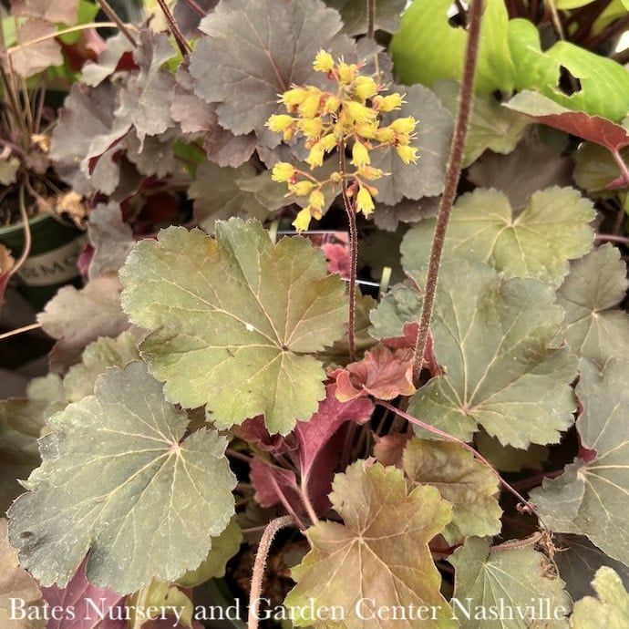 #1 Heuchera x Sirens&#39; Song &#39;Orange Delight&#39;/ Coral Bells