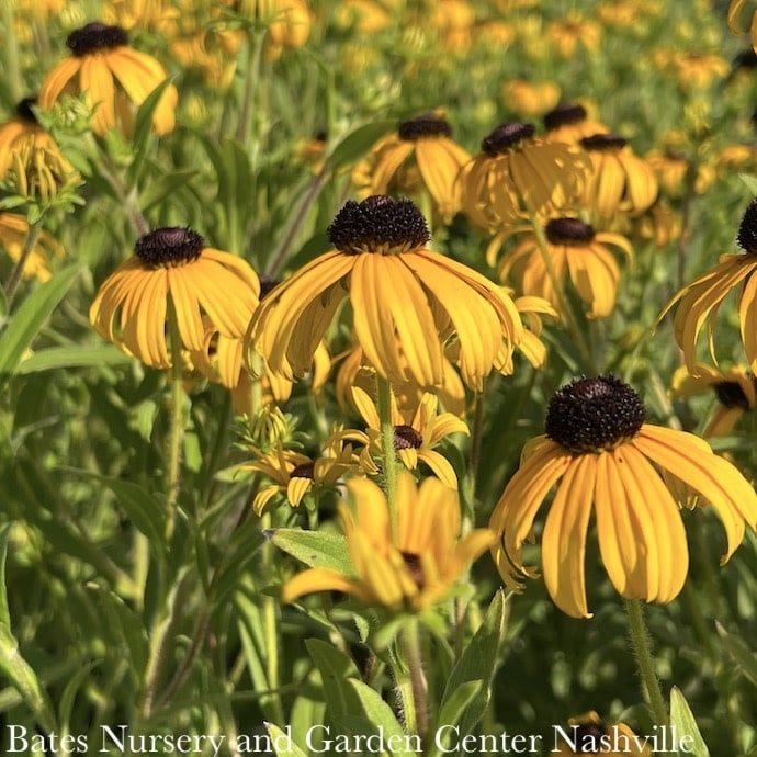 #1 Rudbeckia x American Gold Rush/ Black-Eyed Susan