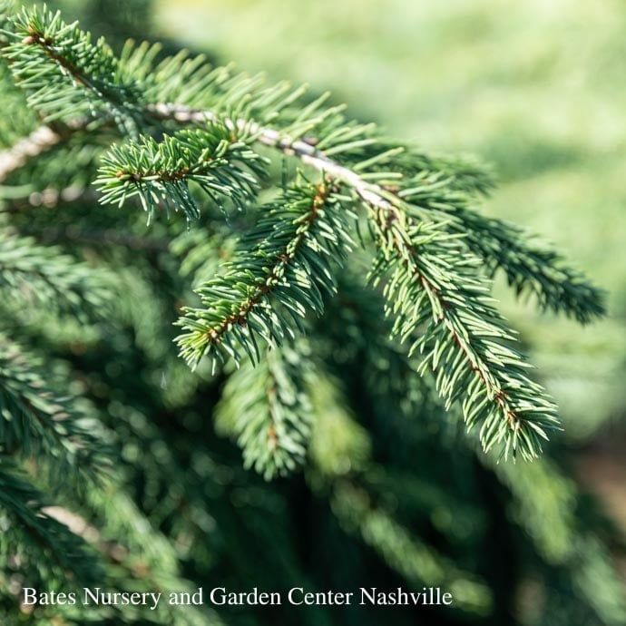 #10 Picea ab Frohburg/ Weeping Norway Spruce