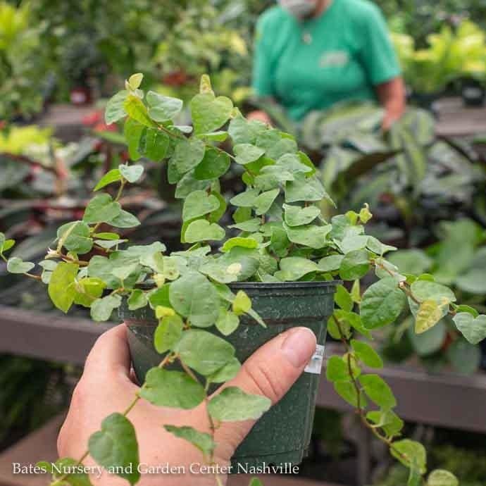 4p! Ficus Green Creeping Fig /Tropical