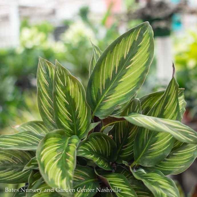4p! Calathea Beauty Star /Tropical