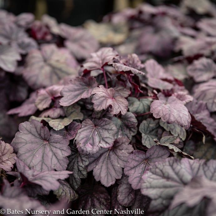 #1 Heuchera x Pink Panther/ Coral Bells