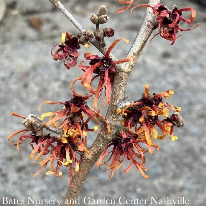 #3 Hamamelis x Diane/ Witch Hazel