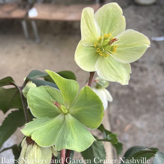 #1 Helleborus Ice N&#39; Roses &#39;White&#39;/ Green Lenten Rose