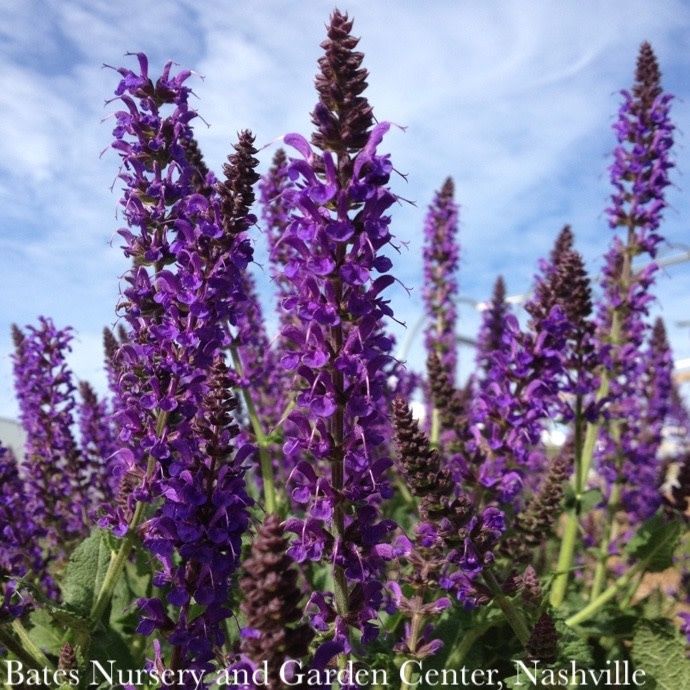 QP Salvia x sylvestris May Night/ Purple Meadow Sage