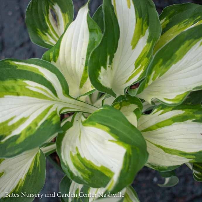 #1 Hosta Enterprise/ Variegated