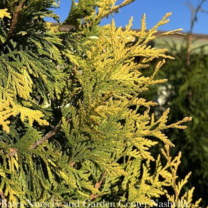 #5 Thuja x Ember Waves/ Pyramidal Arborvitae