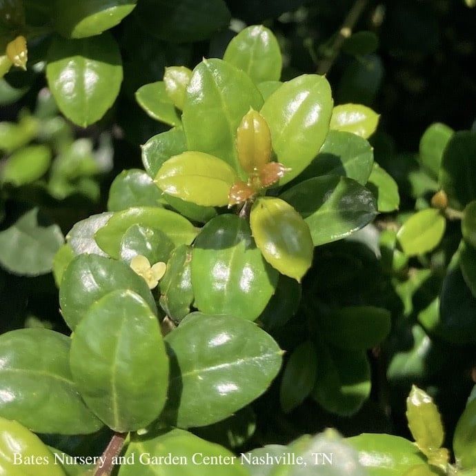 #7 Ilex cre Steeds/Japanese Holly Pyramidal (female)