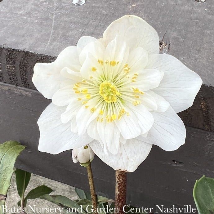 #1 Helleborus n Winter Dreams &#39;Double Fantasy&#39;/ White Lenten Rose