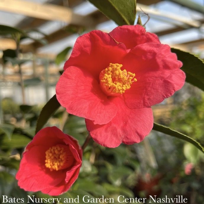 #3 Camellia japonica Ice Angels &#39;Spring&#39;s Promise&#39;/ Rose Red - No Warranty