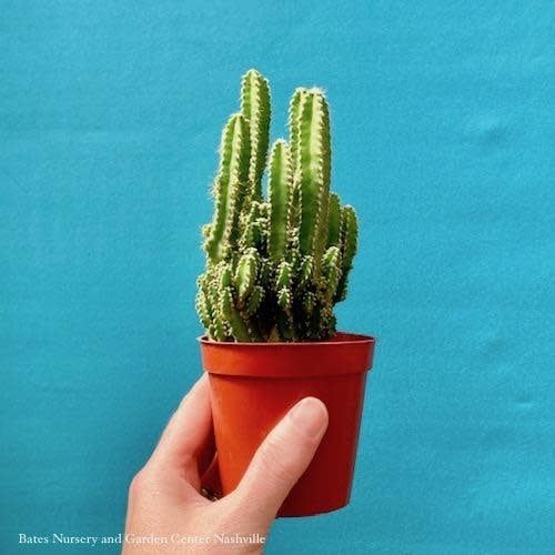 4p! Cactus Fairy Castle  /Tropical