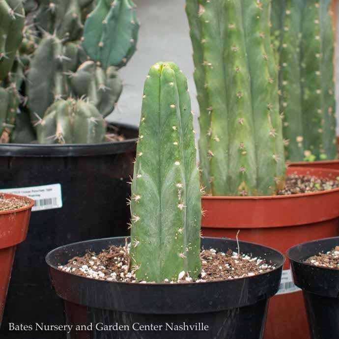 8p! Cactus San Pedro /Tropical