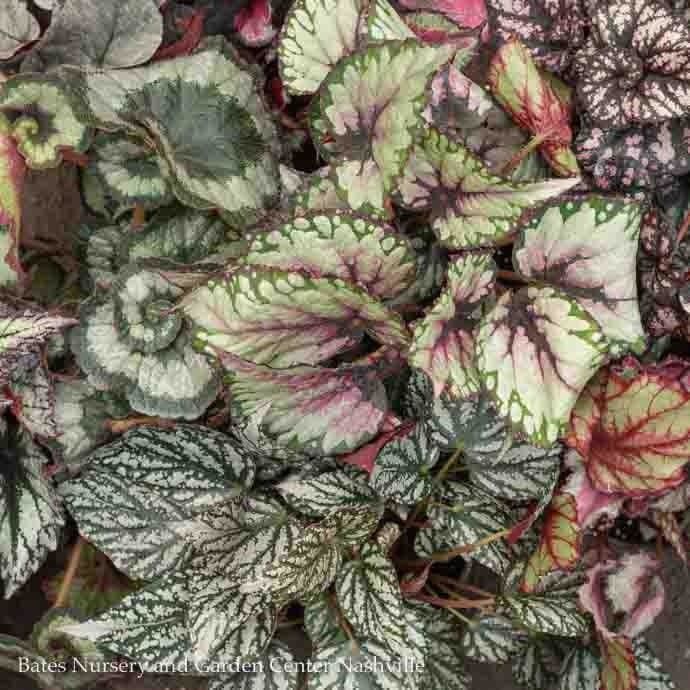4p! Begonia - Rex Begonia  Premium /Tropical