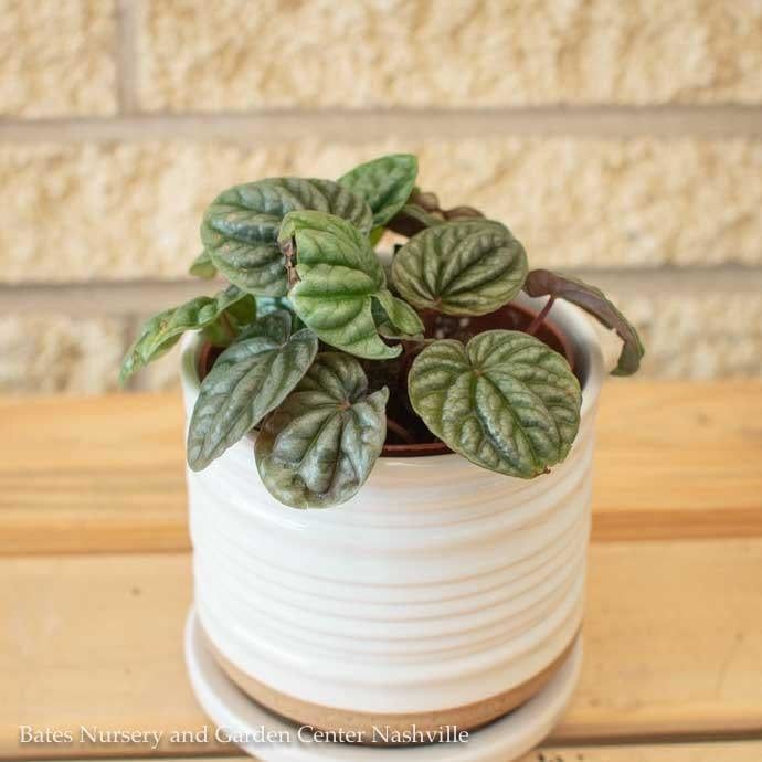 4p! Peperomia Ripple /Tropical