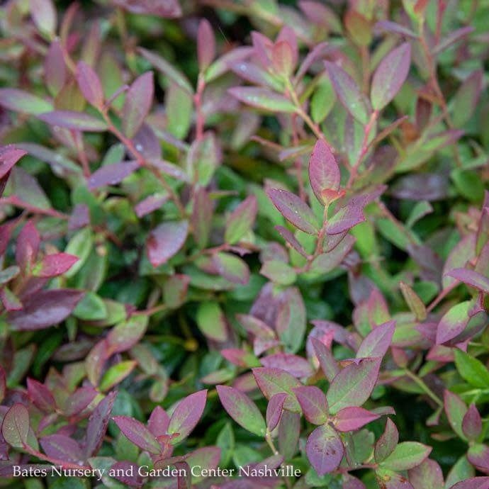 Edible #2 Vaccinium x Bushel and Berry &#39;Sapphire Cascade&#39;/ Blueberry