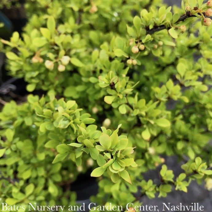 #1 Berberis thun Tiny Gold/ Barberry