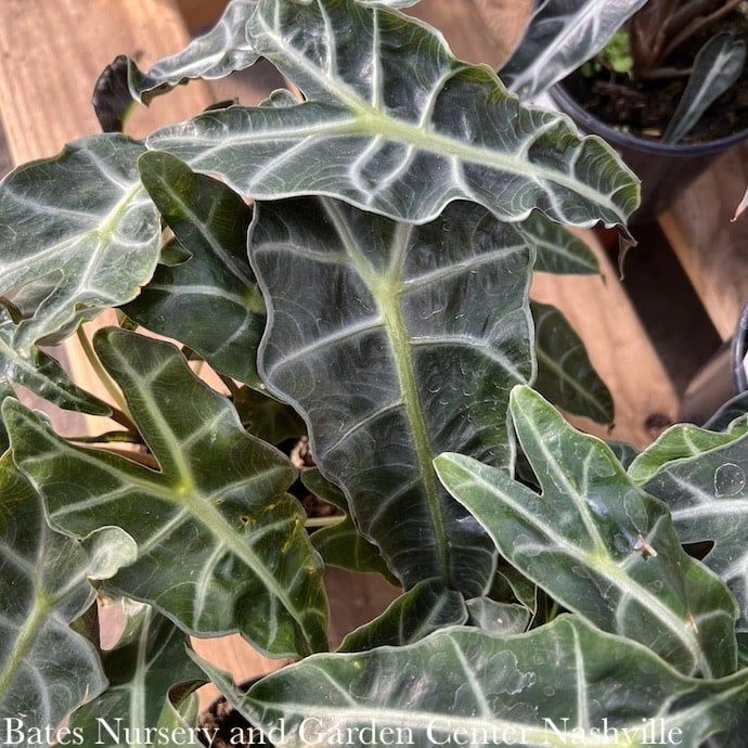 6p! Alocasia Amazonica &#39;Polly&#39; / African Face Mask /Elephant Ear /Tropical