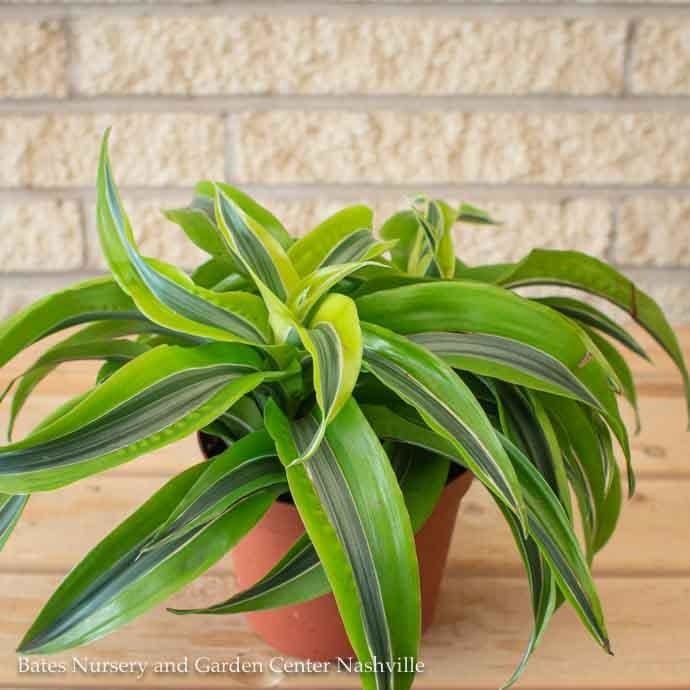 6p! Dracaena Lemon Surprise 1ppp /Tropical