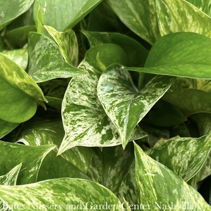 6p! Pothos Marble Queen /Devil&#39;s Ivy /Tropical