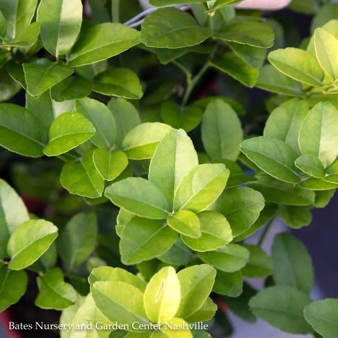 Tropical Edible #2 Citrus Mexican/ Lime Bush - No Warranty