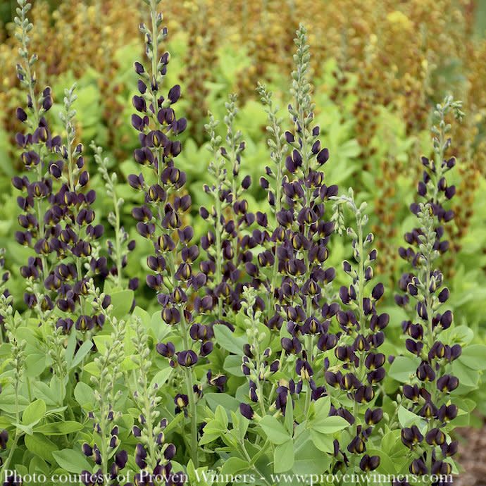 #2 Baptisia x PW Decadence &#39;Dark Chocolate&#39;/ Purple False Indigo