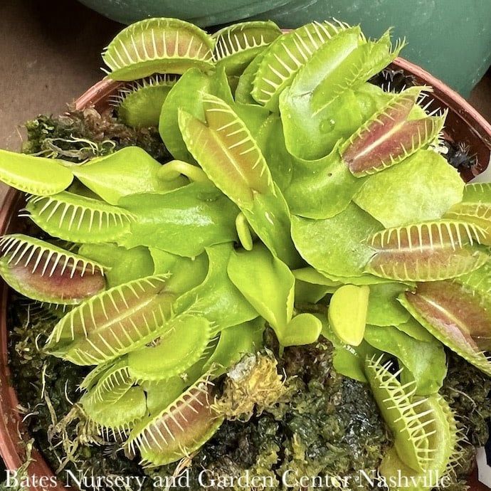 3p! Carnivorous Venus Fly Trap  /Tropical