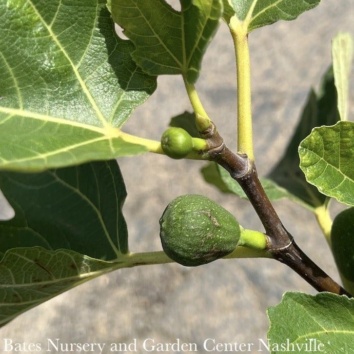 Edible #2 Ficus carica Corky&#39;s Honey Delight/ Fig - No Warranty