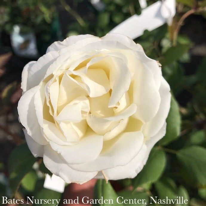 #3 Rosa Sugar Moon/ White Hybrid Tea Rose - No Warranty