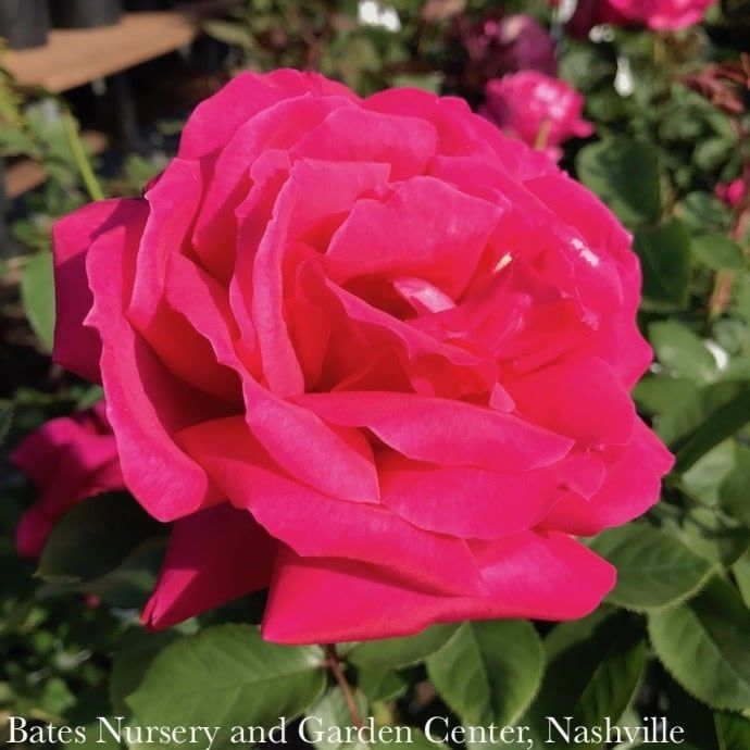 #3 Rosa Miss All-American Beauty/ Pink Hybrid Tea Rose - No Warranty