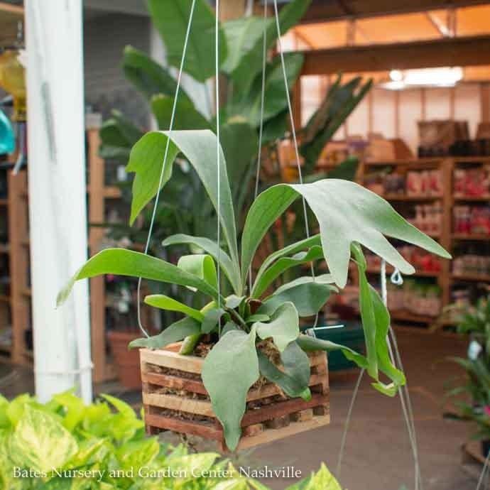 6hb! Fern - Staghorn Fern in Wood Box /Tropical