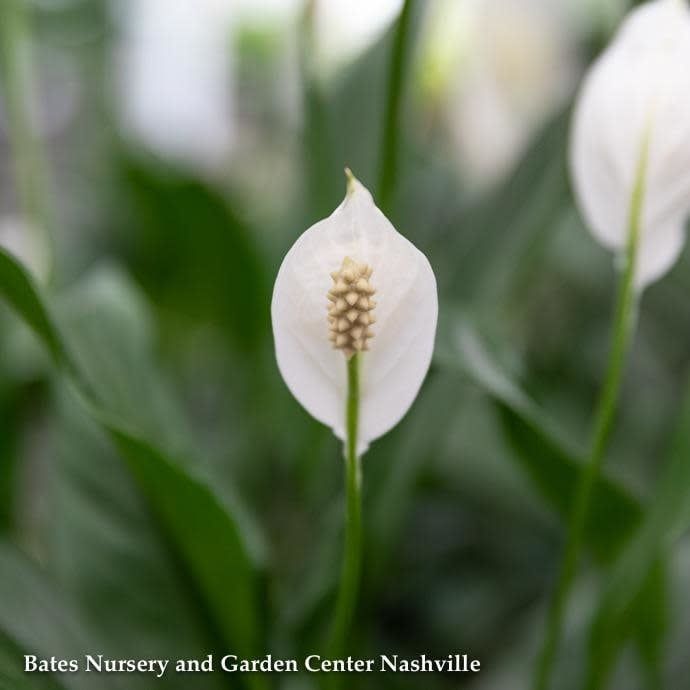 4p! Spathiphyllum / Peace Lily /Tropical