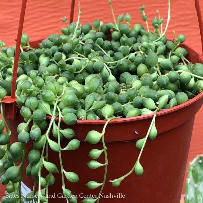 6hb!  String of Pearls Succulent Hanging Basket /Senecio  Row /Tropical