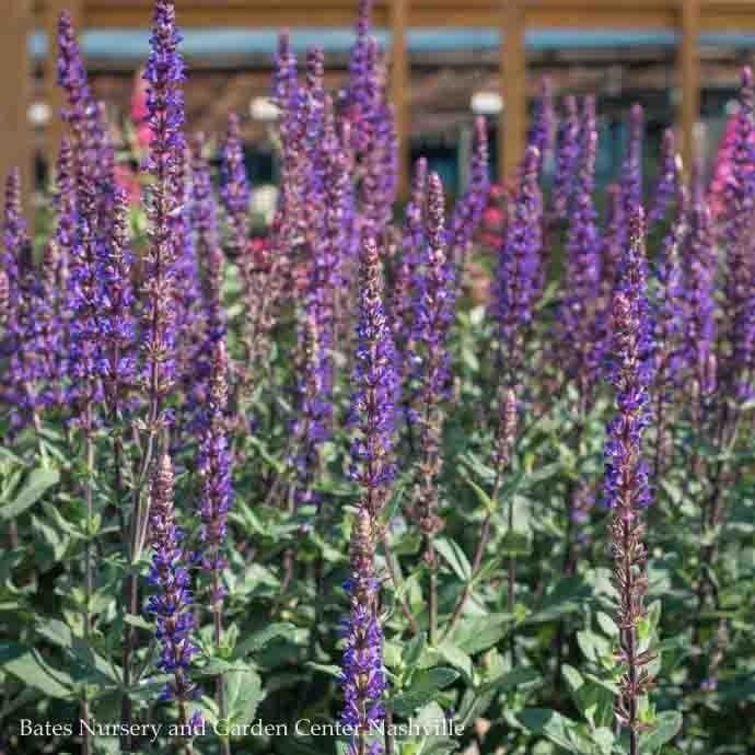 #1 Salvia nem Caradonna/ Meadow Sage