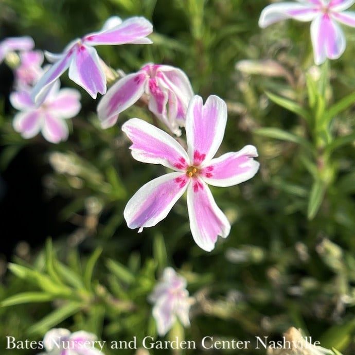 #1 Phlox sub Candy Stripe/ Creeping Native (TN)