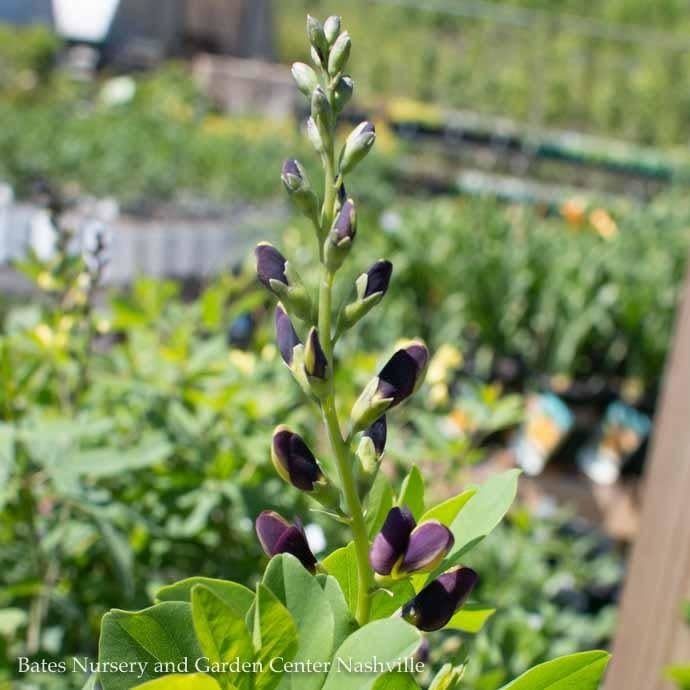 #2 Baptisia x Indigo Spires/ Purple False Indigo