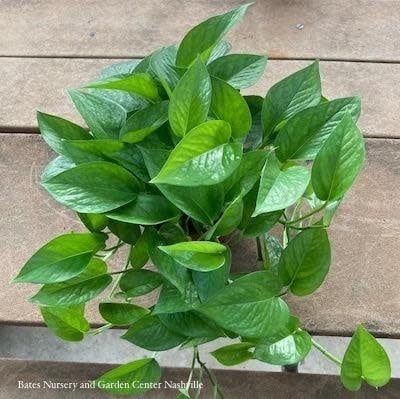 4p! Pothos Jade /Devil&#39;s Ivy /Tropical